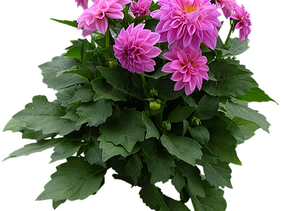 png免抠大丽花