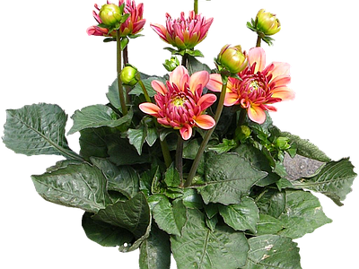png免抠大丽花