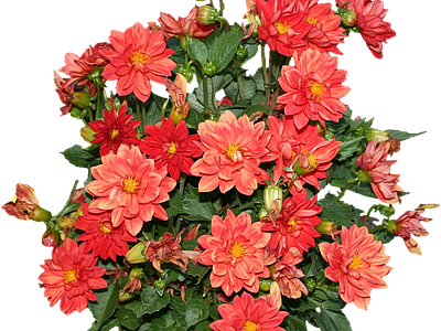png免抠大丽花