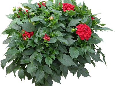 png免抠大丽花