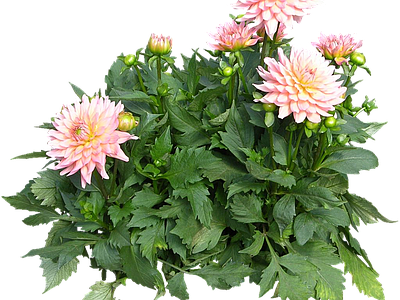 png免抠大丽花