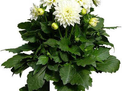 png免抠大丽花
