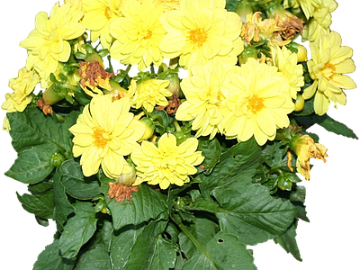 png免抠大丽花
