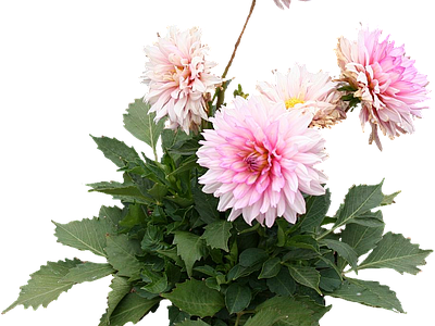 png免抠大丽花