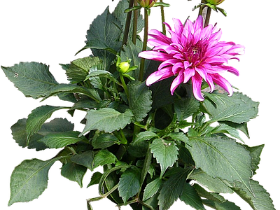 png免抠大丽花
