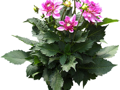 png免抠大丽花