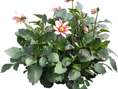 png免抠大丽花