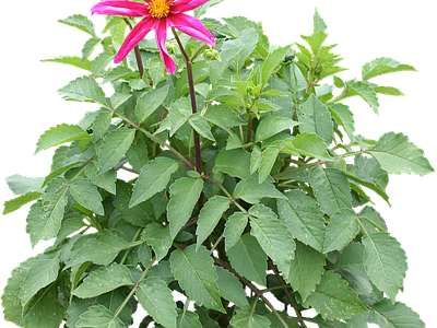 png免抠大丽花