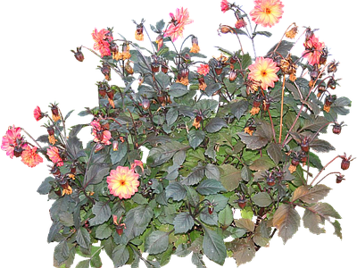 png免抠大丽花