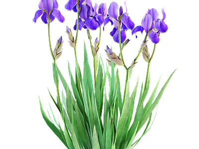 png免抠德国鸢尾（水生植物） 花