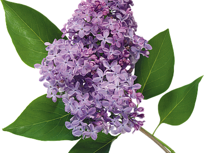 png免抠丁香花