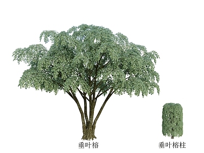 垂叶榕树 树 植物行道树 大树 乔木 公园植物 园林植物 配树 灌木