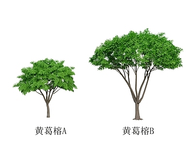 黄葛榕树 树 植物 行道树 大树 乔木 公园植物 园林植物 配树组合