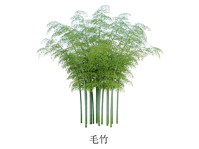 毛竹 植物