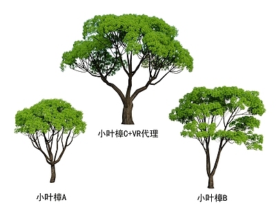 小叶樟 灌木 树 植物 花 草 植物 园林 小区植物