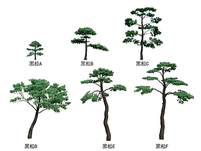 黑松 树 松树 松树 迎客松 柏松 植物组合 花草灌木 灌木组合