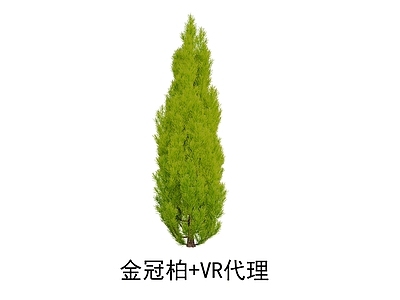 金冠柏 植物柏树 黄柏侧柏 树 灌木 绿化 修剪植物 园林绿化