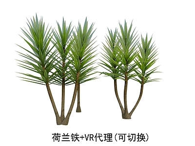荷兰铁 乔木