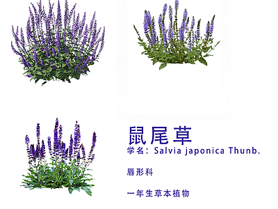 png免抠鼠尾草 花