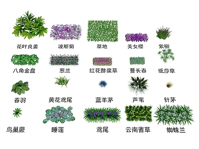 花草组合