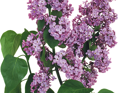 png免抠丁香花
