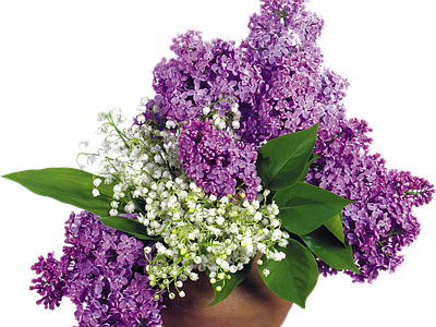 png免抠丁香花