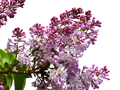 png免抠丁香花