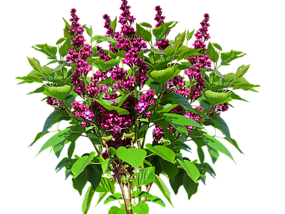 png免抠丁香花