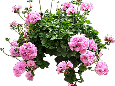 png免抠天竺葵 花