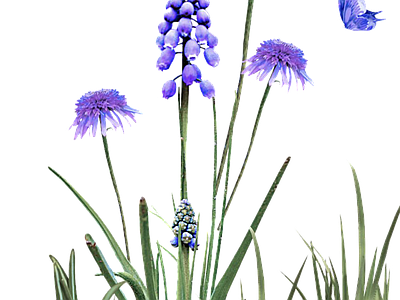 png免抠风信子 花
