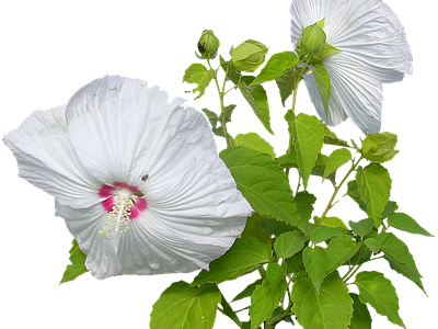 png免抠扶桑花