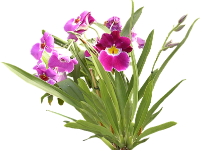 png免抠蝴蝶兰 花