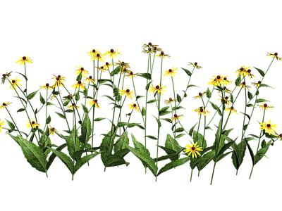 png免抠金光菊 花