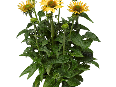 png免抠金光菊 花