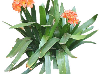 png免抠君子兰 花