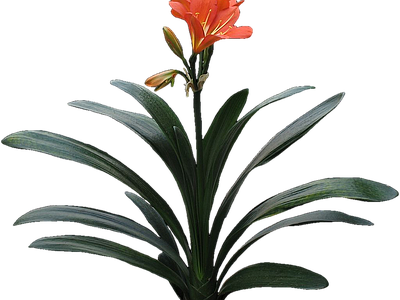 png免抠君子兰 花