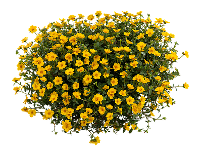 png免抠马齿苋 花