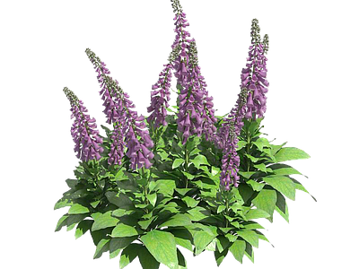 png免抠毛地黄 花