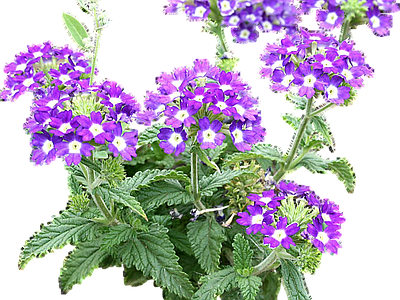png免抠美女樱 花