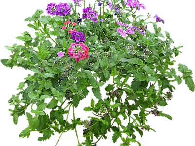png免抠美女樱 花