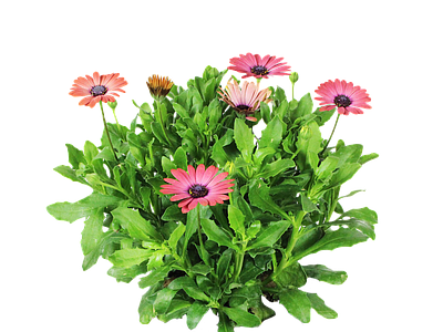 png免抠南非万寿菊 花
