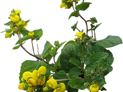 png免抠蒲包花