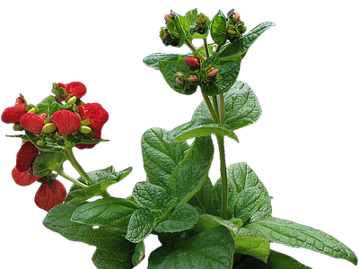 png免抠蒲包花