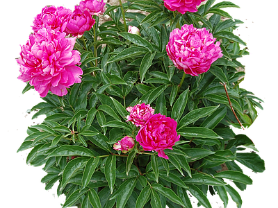 png免抠芍药 花