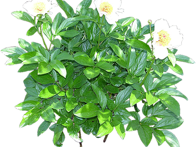 png免抠芍药 花