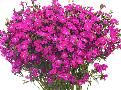 png免抠石竹 花