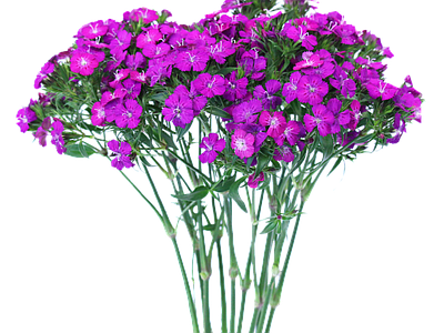 png免抠石竹 花