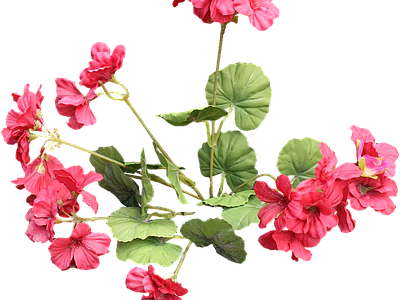png免抠天竺葵 花