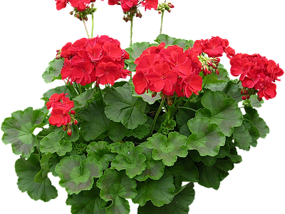 png免抠天竺葵 花