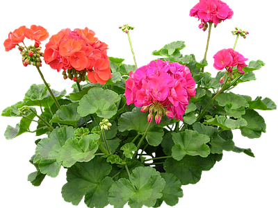 png免抠天竺葵 花